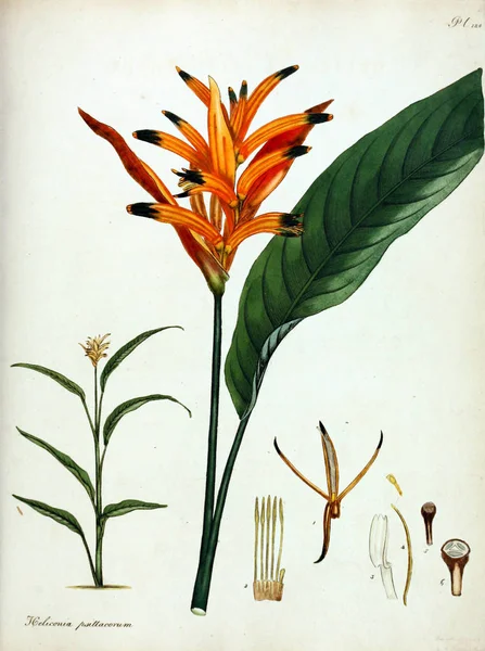 Illustration Flower Botanist Repository New Rare Plants Containing Coloured Figures — Stock Photo, Image