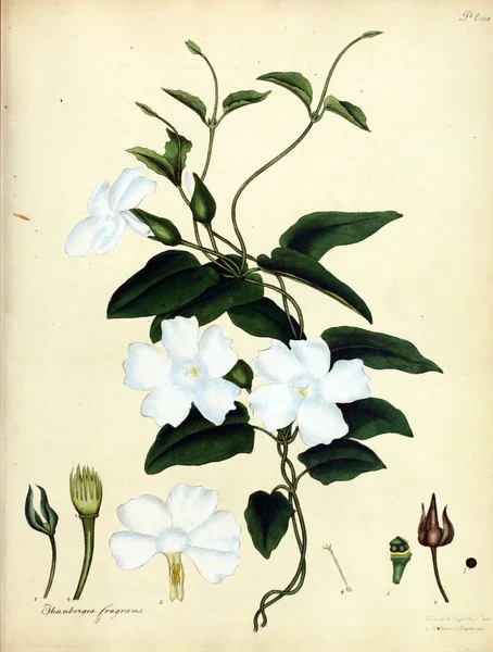 Ilustracja Kwiat Repozytorium Botanik Dla Nowych Rzadkich Roślin Zawierające Kolorowymi — Zdjęcie stockowe
