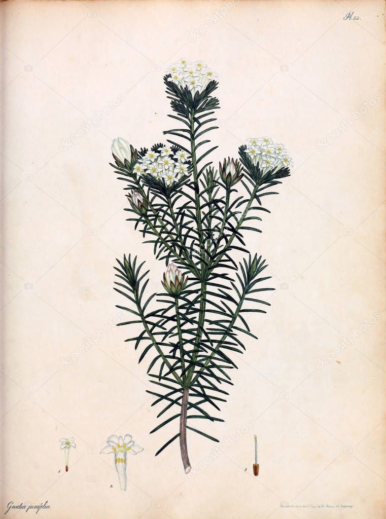 Illustration of flower. The botanist's repository, for new and rare plants : containing coloured figures of such plants