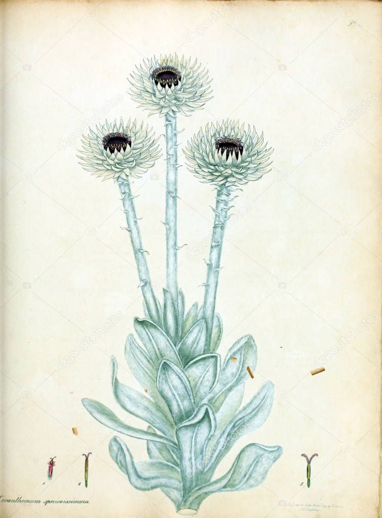 Illustration of flower. The botanist's repository, for new and rare plants : containing coloured figures of such plants