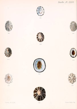 Deniz kabuklarını Illustration. Conchologia iconica veya kabukları molluscous hayvan çizimleri.