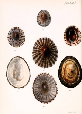 Deniz kabuklarını Illustration. Conchologia iconica veya kabukları molluscous hayvan çizimleri.