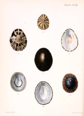 Deniz kabuklarını Illustration. Conchologia iconica veya kabukları molluscous hayvan çizimleri.