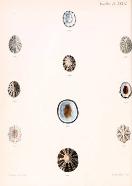 Deniz kabuklarını Illustration. Conchologia iconica veya kabukları molluscous hayvan çizimleri.