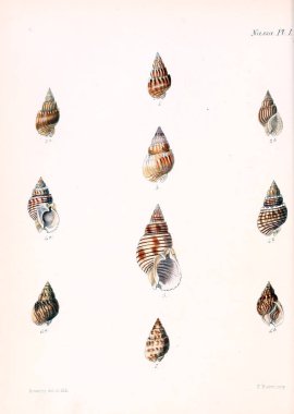 Deniz kabuklarını Illustration. Conchologia iconica veya kabukları molluscous hayvan çizimleri.