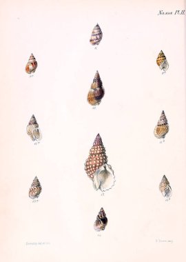 Deniz kabuklarını Illustration. Conchologia iconica veya kabukları molluscous hayvan çizimleri.