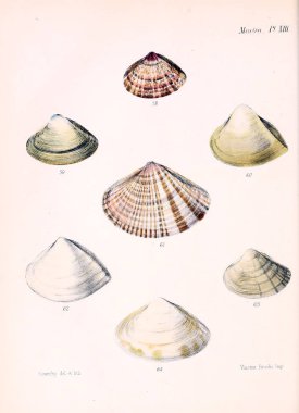 Deniz kabuklarını Illustration. Conchologia iconica veya kabukları molluscous hayvan çizimleri.