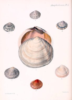 Deniz kabuklarını Illustration. Conchologia iconica veya kabukları molluscous hayvan çizimleri.