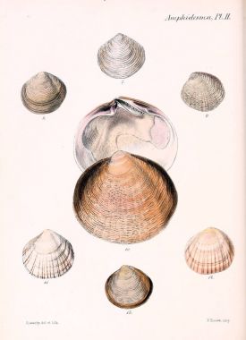 Deniz kabuklarını Illustration. Conchologia iconica veya kabukları molluscous hayvan çizimleri.