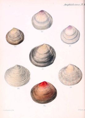 Deniz kabuklarını Illustration. Conchologia iconica veya kabukları molluscous hayvan çizimleri.
