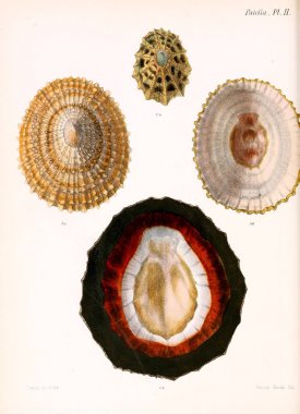 Deniz kabuklarını Illustration. Conchologia iconica veya kabukları molluscous hayvan çizimleri.