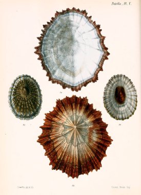 Deniz kabuklarını Illustration. Conchologia iconica veya kabukları molluscous hayvan çizimleri.