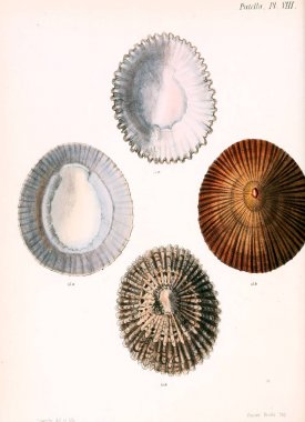 Deniz kabuklarını Illustration. Conchologia iconica veya kabukları molluscous hayvan çizimleri.
