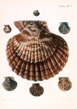 Deniz kabuklarını Illustration. Conchologia iconica veya kabukları molluscous hayvan çizimleri.