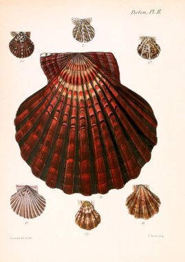 Deniz kabuklarını Illustration. Conchologia iconica veya kabukları molluscous hayvan çizimleri.
