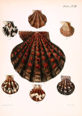 Deniz kabuklarını Illustration. Conchologia iconica veya kabukları molluscous hayvan çizimleri.