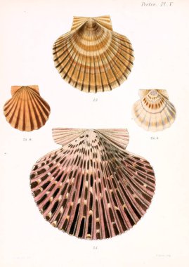Deniz kabuklarını Illustration. Conchologia iconica veya kabukları molluscous hayvan çizimleri.