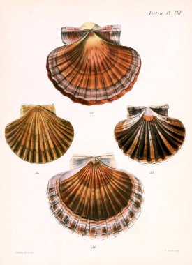 Deniz kabuklarını Illustration. Conchologia iconica veya kabukları molluscous hayvan çizimleri.