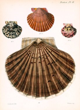 Deniz kabuklarını Illustration. Conchologia iconica veya kabukları molluscous hayvan çizimleri.