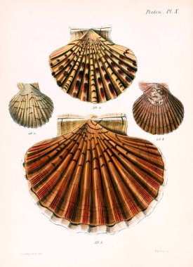 Deniz kabuklarını Illustration. Conchologia iconica veya kabukları molluscous hayvan çizimleri.