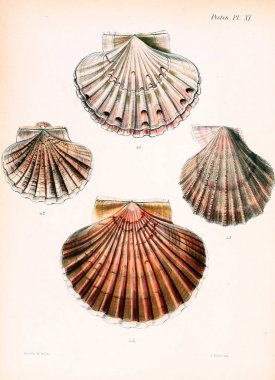 Deniz kabuklarını Illustration. Conchologia iconica veya kabukları molluscous hayvan çizimleri.