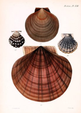 Deniz kabuklarını Illustration. Conchologia iconica veya kabukları molluscous hayvan çizimleri.