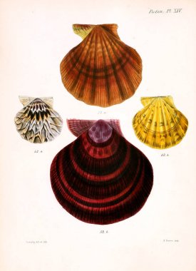 Deniz kabuklarını Illustration. Conchologia iconica veya kabukları molluscous hayvan çizimleri.