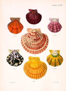 Deniz kabuklarını Illustration. Conchologia iconica veya kabukları molluscous hayvan çizimleri.