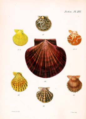 Deniz kabuklarını Illustration. Conchologia iconica veya kabukları molluscous hayvan çizimleri.