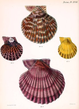 Deniz kabuklarını Illustration. Conchologia iconica veya kabukları molluscous hayvan çizimleri.