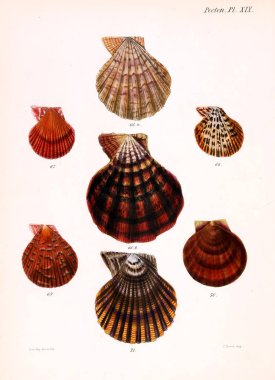 Deniz kabuklarını Illustration. Conchologia iconica veya kabukları molluscous hayvan çizimleri.