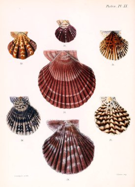 Deniz kabuklarını Illustration. Conchologia iconica veya kabukları molluscous hayvan çizimleri.
