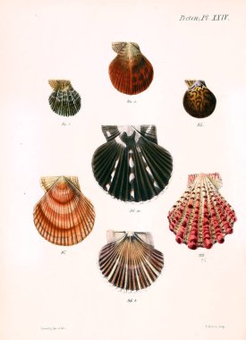 Deniz kabuklarını Illustration. Conchologia iconica veya kabukları molluscous hayvan çizimleri.