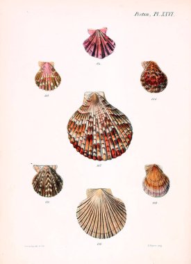 Deniz kabuklarını Illustration. Conchologia iconica veya kabukları molluscous hayvan çizimleri.