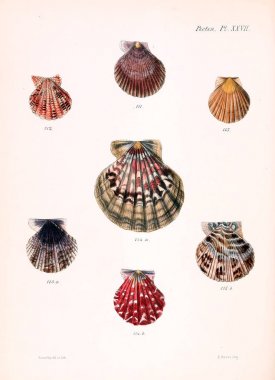 Deniz kabuklarını Illustration. Conchologia iconica veya kabukları molluscous hayvan çizimleri.