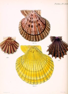 Deniz kabuklarını Illustration. Conchologia iconica veya kabukları molluscous hayvan çizimleri.