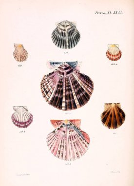 Deniz kabuklarını Illustration. Conchologia iconica veya kabukları molluscous hayvan çizimleri.