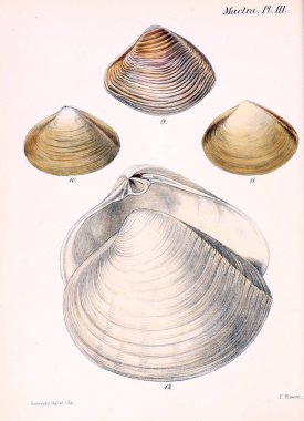 Deniz kabuklarını Illustration. Conchologia iconica veya kabukları molluscous hayvan çizimleri.