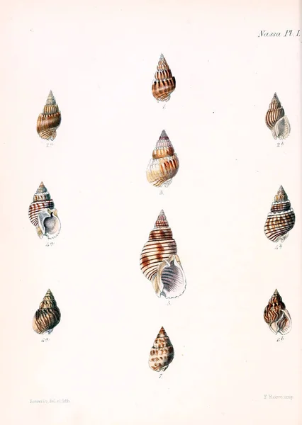 Illustrazione Delle Conchiglie Conchologia Iconica Illustrazioni Delle Conchiglie Molluschi — Foto Stock