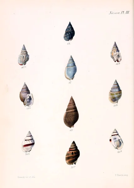 Illustratie Van Schelpen Conchologia Iconica Illustraties Van Schelpen Van Molluscous — Stockfoto