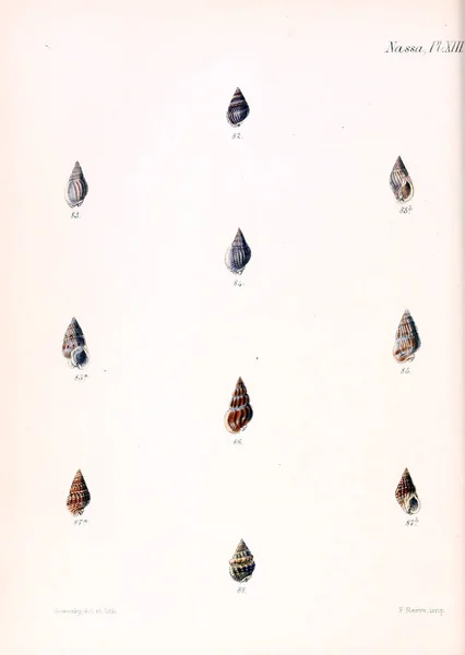 Illustratie Van Schelpen Conchologia Iconica Illustraties Van Schelpen Van Molluscous — Stockfoto