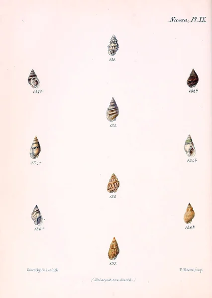 Illustratie Van Schelpen Conchologia Iconica Illustraties Van Schelpen Van Molluscous — Stockfoto