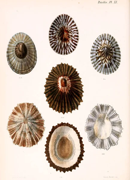 조개의 그림입니다 Conchologia Iconica Molluscous 동물의 포탄의 — 스톡 사진