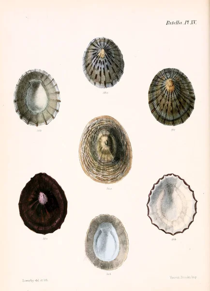 조개의 그림입니다 Conchologia Iconica Molluscous 동물의 포탄의 — 스톡 사진