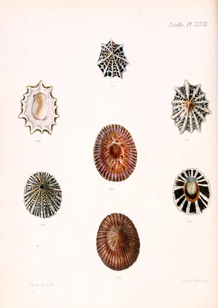 Illustration Coquillages Conchologia Iconica Illustrations Des Coquilles Animaux Mollusques — Photo