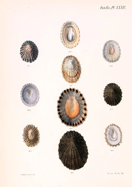 Tengeri Kagylókból Illusztrációja Conchologia Iconica Vagy Héját Molluscous Állat Illusztrációk — Stock Fotó