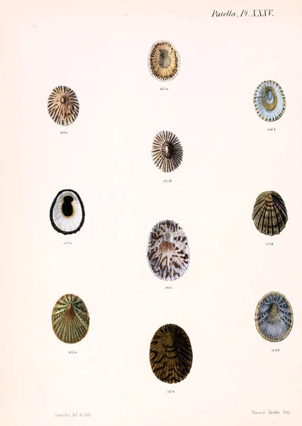 Ilustracja Muszelek Conchologia Iconica Lub Ilustracje Muszli Molluscous Zwierząt — Zdjęcie stockowe