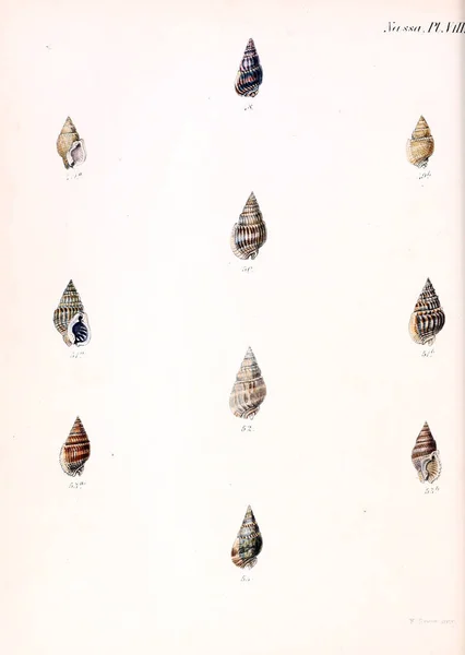 Illustratie Van Schelpen Conchologia Iconica Illustraties Van Schelpen Van Molluscous — Stockfoto