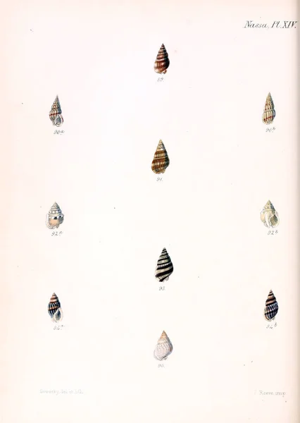 Illustratie Van Schelpen Conchologia Iconica Illustraties Van Schelpen Van Molluscous — Stockfoto