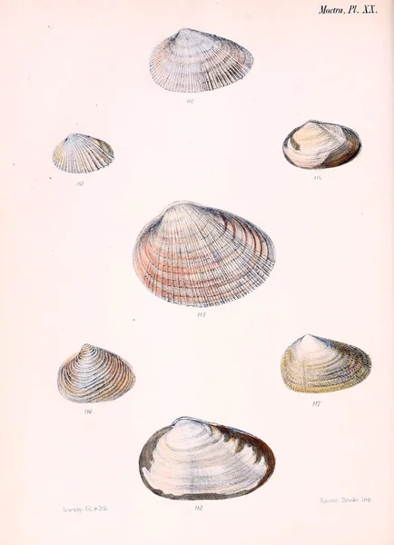 Illustrazione Delle Conchiglie Conchologia Iconica Illustrazioni Delle Conchiglie Molluschi — Foto Stock